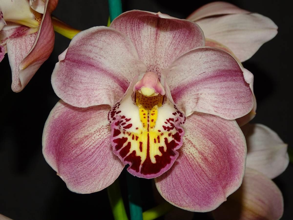 Cym Judy Podger 'Flying Saucer' x Cym Selena 'Full Globe'