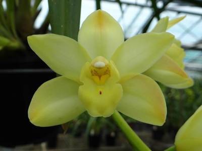 Cym Bellissimo 'Holly' X Cym eburneum 'Darch'