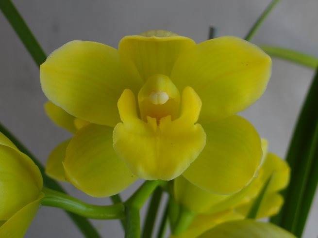 Cym Bellissimo 'Holly' x Cym Beau Guest 'Daffodil'