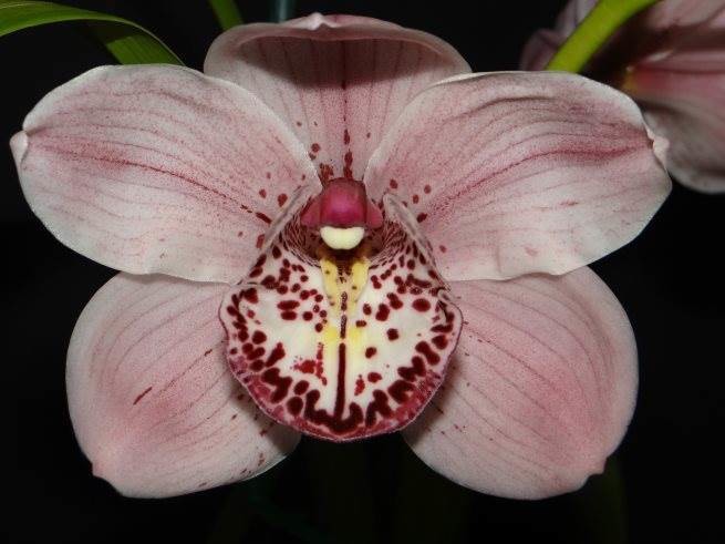 Cym Lovely Angel &#39;Bubbles&#39; x Cym Darch Hawk &#39;Pink Fever&#39;
