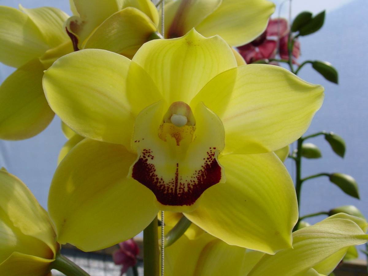 Cym Trinity Hall &#39;Buttercup&#39; x Cym Tracey Reddaway &#39;Geyserland&#39;