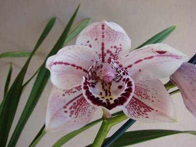 Cym Hot and Cold 'Waterfall' x Cym Pink Silk 'Ray's'
