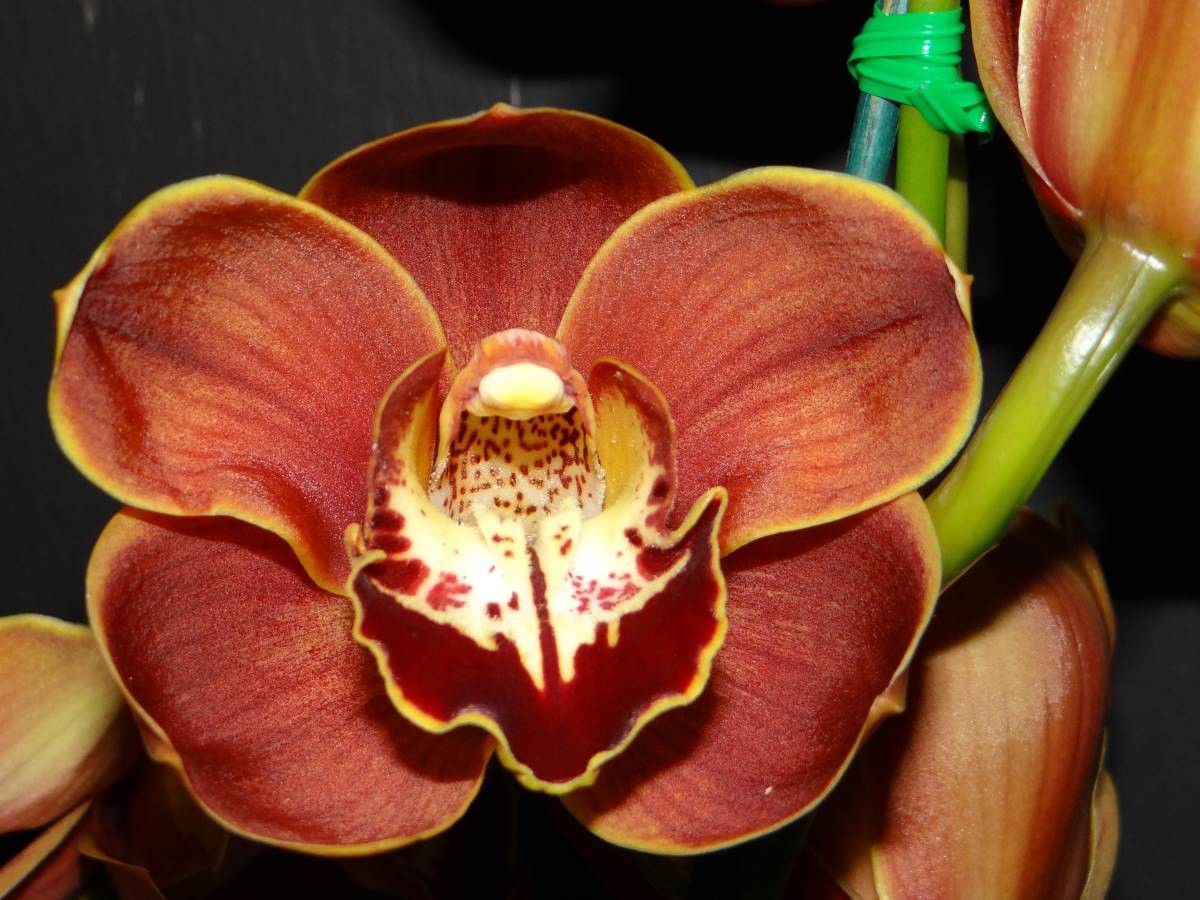 Cym Hazel Fay &#39;Outback&#39; x Cym Darch Excalibur &#39;Gun Powder&#39;