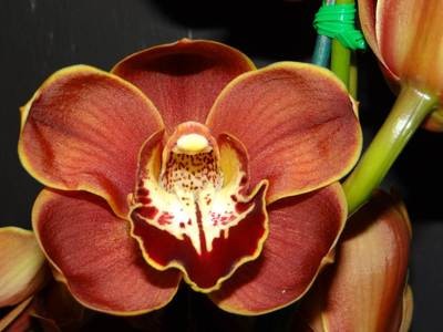 Cym Hazel Fay &#39;Outback&#39; x Cym Darch Excalibur &#39;Gun Powder&#39;