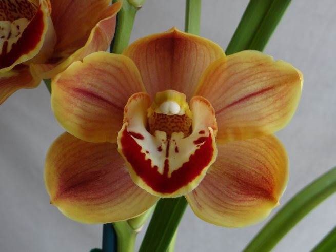 Cym Hazel Fay &#39;Outback&#39; x Cym Darch Western Sunset &#39;Spring&#39;