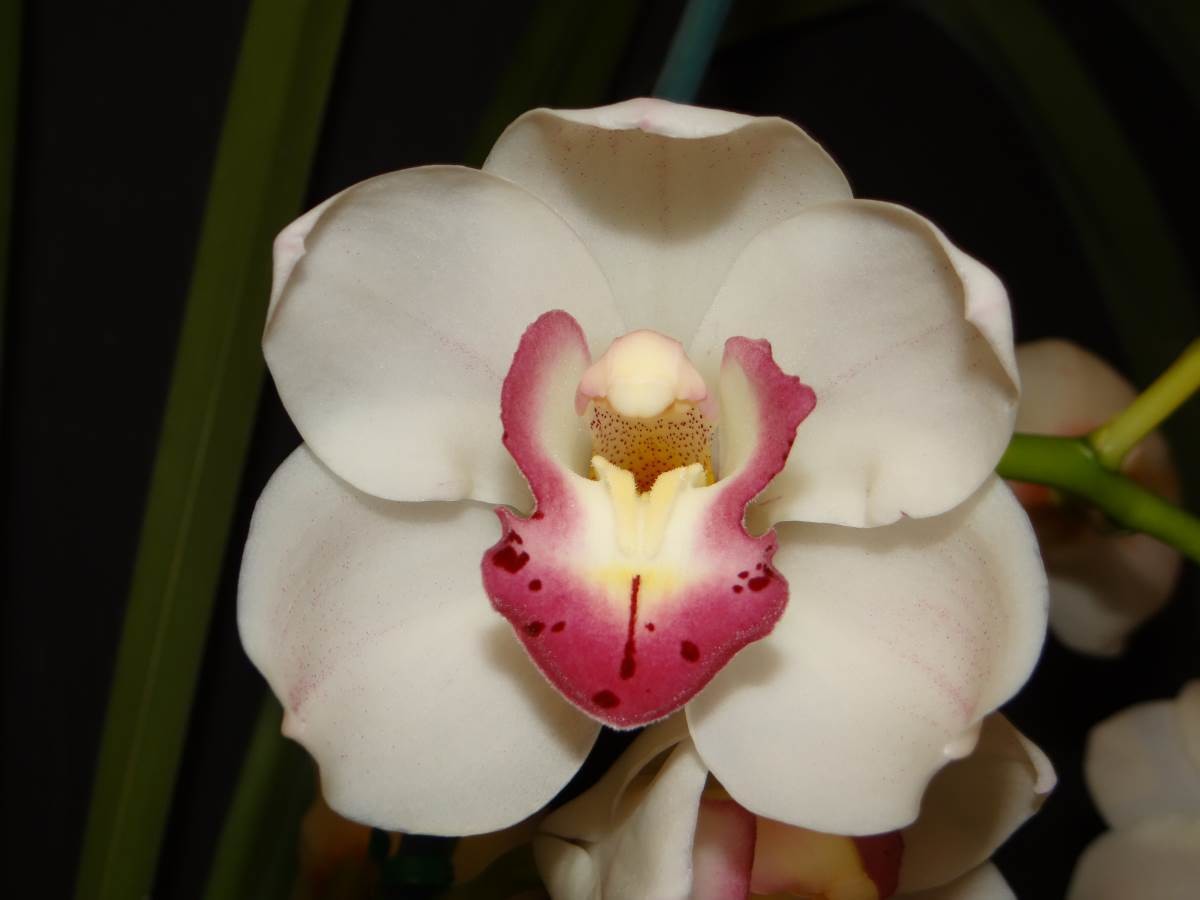 Cym Brenda &#39;Hi-Lites&#39; x Cym {(Musita x Fancy Free) x Jessica Dubroff} &#39;Running Late&#39;
