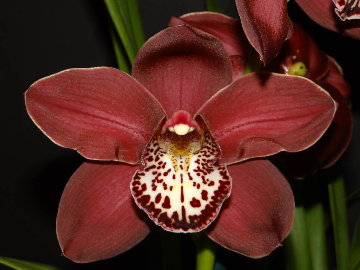 Cym Khan Flame &#39;Lucifer&#39; x Cym (Pink Globe x James Toya) &#39;Red Rose&#39;