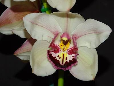 Cym Lone Star 'Mr Scott' x Cym Jessica Legg 'Karen'