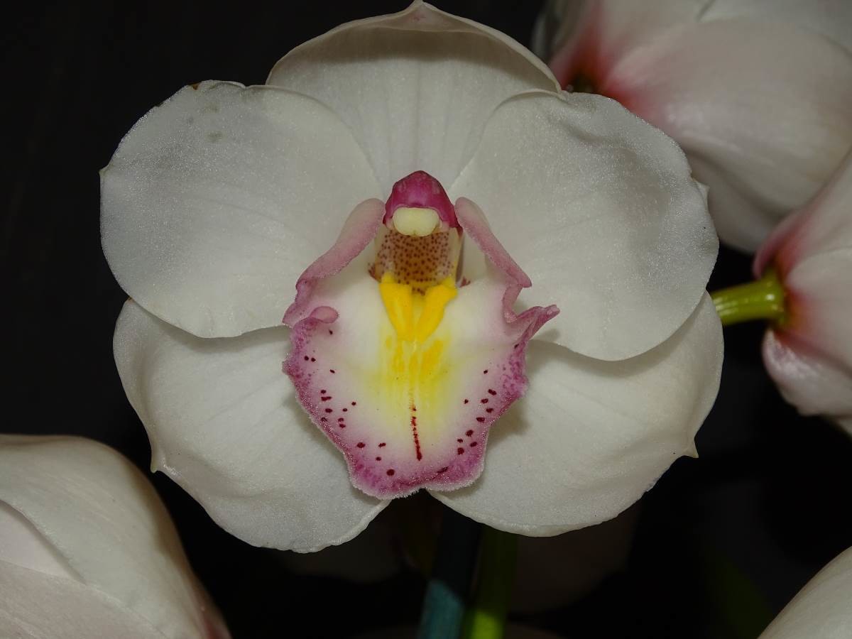 Cym Kuranulla &#39;Maestro&#39; x Cym Lovely Angel &#39;Bubbles&#39;