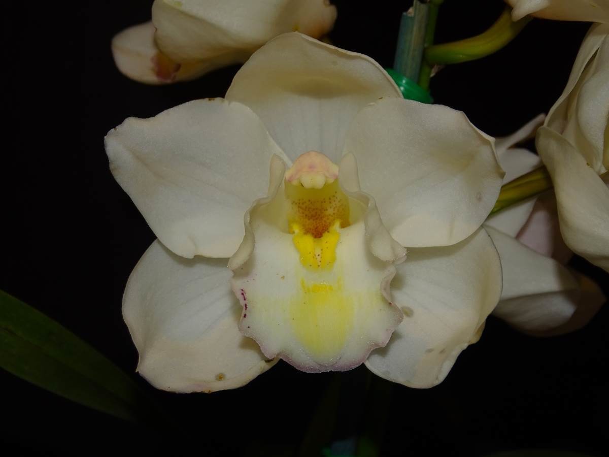 Cym Fair Delight &#39;Polar Bear&#39; x Cym Kuranulla &#39;Maestro&#39;
