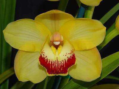 Cym Fancy Fling 'Judith's Gold' x Cym Pure Love 'Gentle Annie'