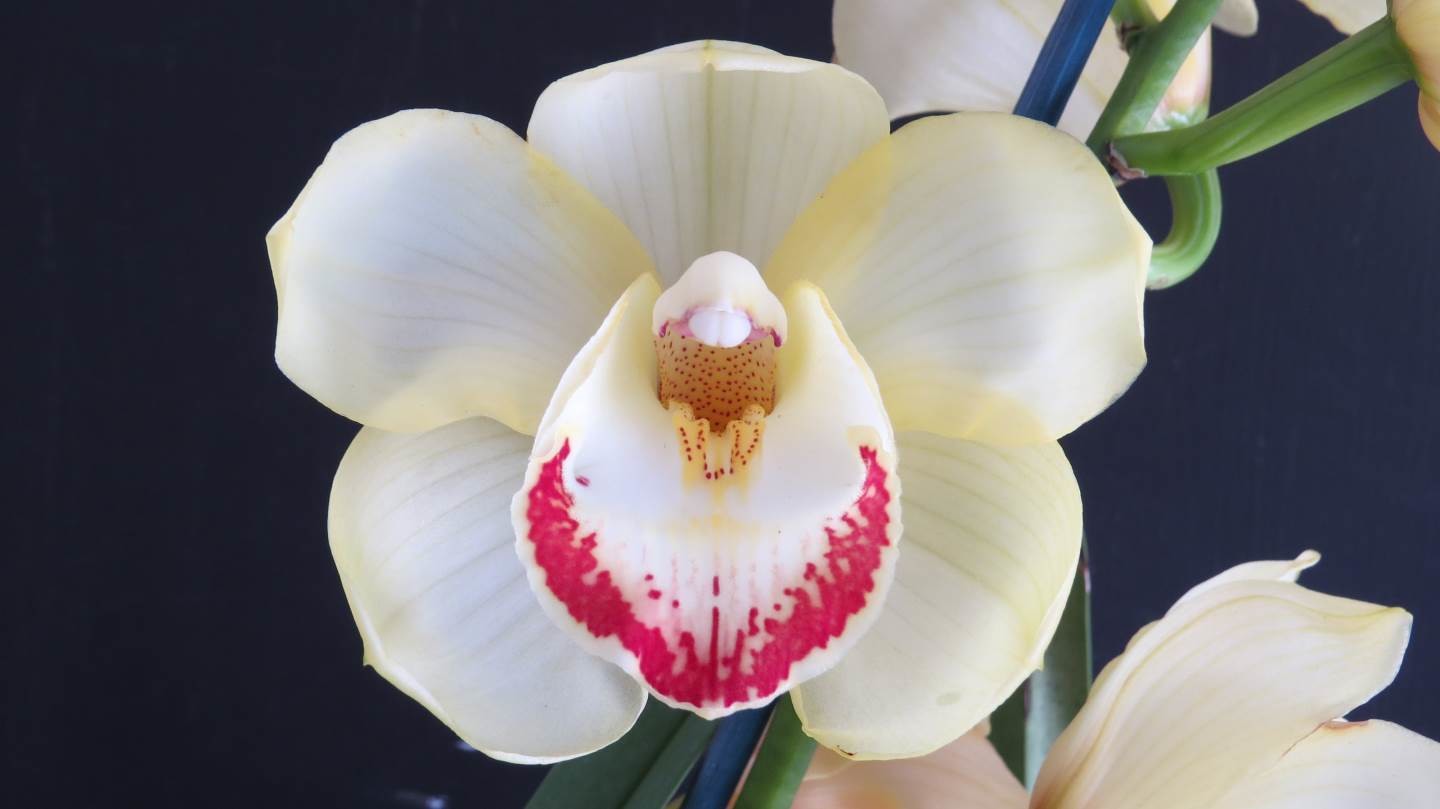 Cym Fancy Fling &#39;Judith&#39;s Gold&#39; x Cym Kelly&#39;s Winter &#39;Golden Sovereign&#39;