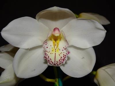 Cym Joan's Charisma 'Vanity' x Cym (Winter Wonder x Looney Tune) 'Big White'