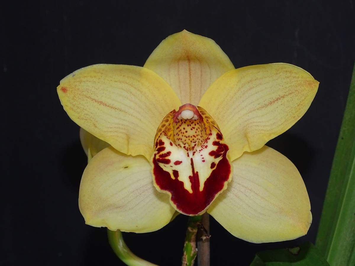 Cym Darch Yellow Belly &#39;Yellow Tulip&#39; x Cym Cape Mahogany &#39;The Lion King&#39;