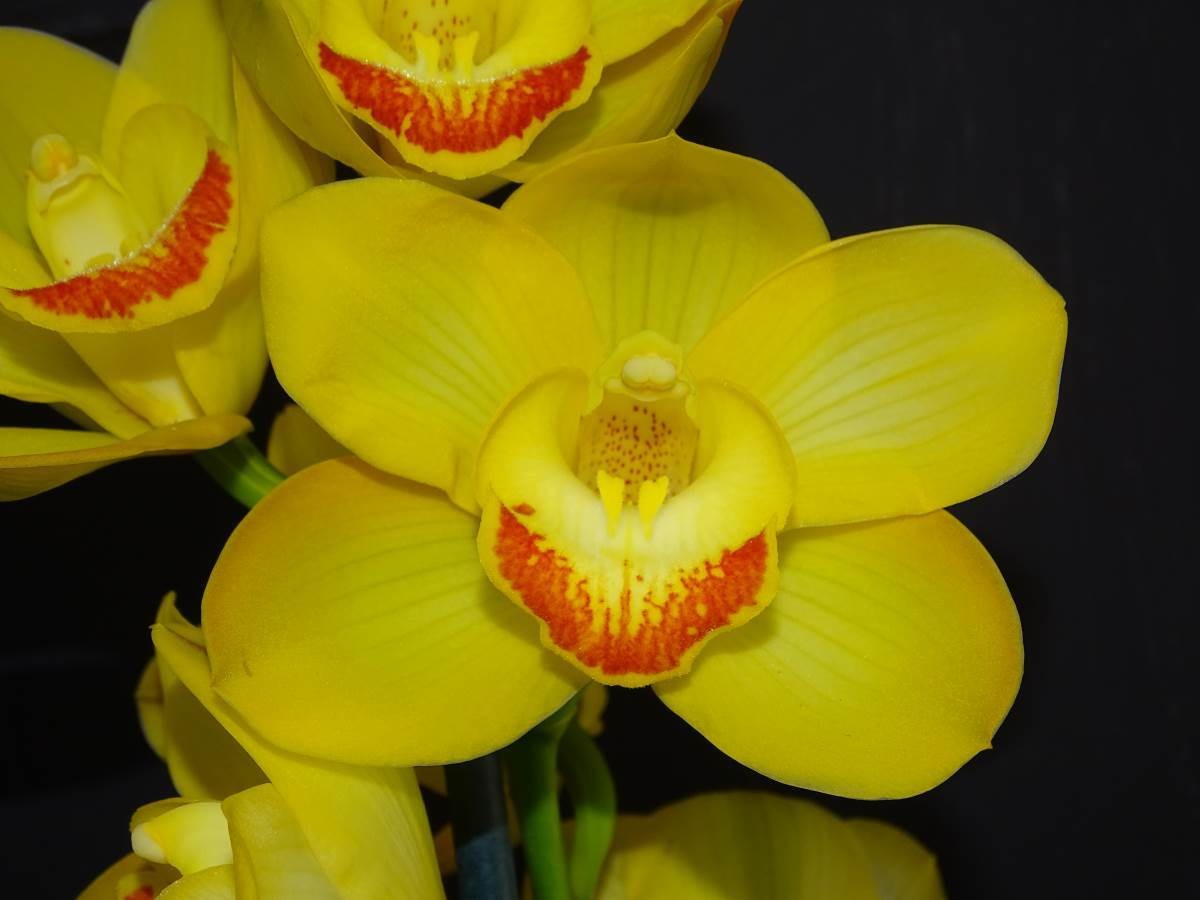 Cym Darch Chevye &#39;Flat Cream&#39; x Cym Beau Guest &#39;Daffodil&#39;