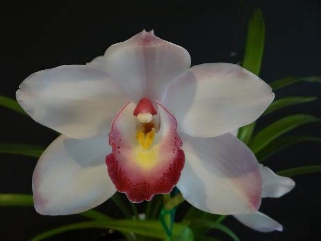 Cym Nancy Quach &#39;Marshmallow&#39; x Cym Gaye Stokes &#39;Pink Topping&#39;