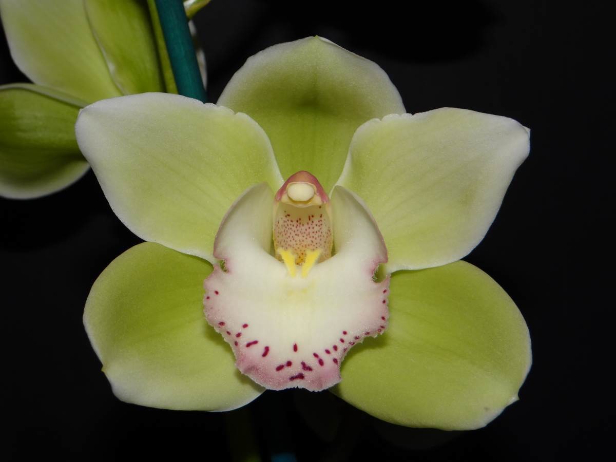 Cym Darch Morning Glory &#39;Landsdale&#39; x Cym Kuranulla &#39;Mastro&#39;