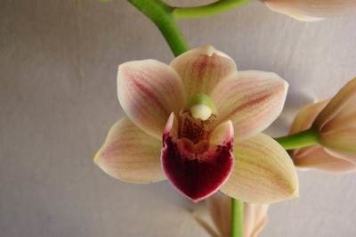 Cym Mem Andy Warhol 'Green Apple' x Cym devonianum 'Darch'