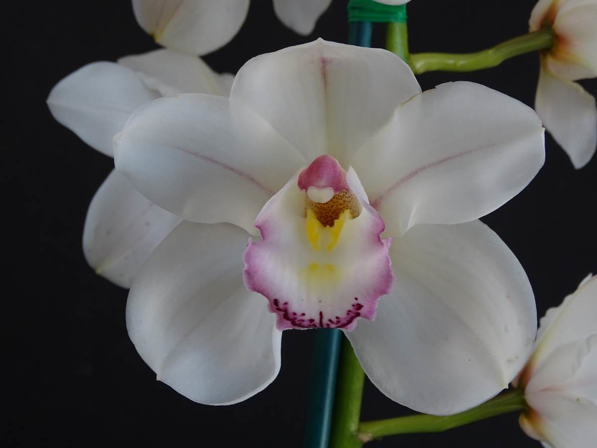 Cym Kuranulla &#39;Maestro&#39; x Cym {(Musita x Fancy Free) x Jessica Dubroff} &#39;Running Late&#39;
