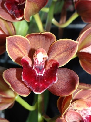 Cym Touchstone 'Janis' 4n x Cym Last Tango 'Geyserland'