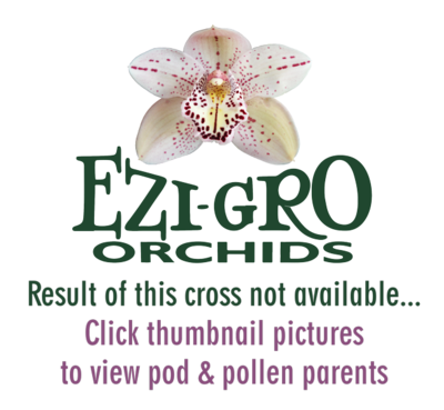 Cym Baltic Glacier 'Mint Ice' x Cym Lucy Grand 'Crocus'