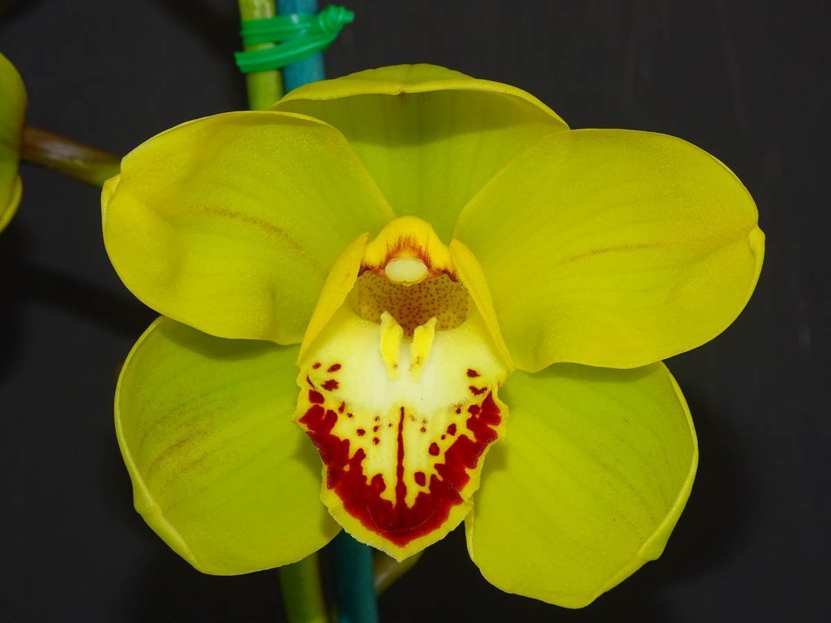 Cym Beauty Therapy 'Spotted Lip' x Cym Darch Jabiru 'The Best'