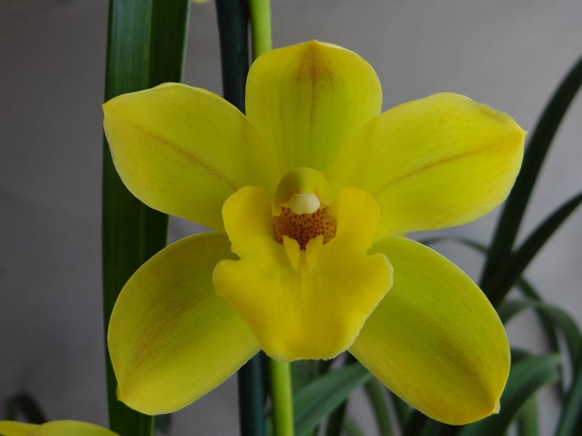 Cym Bellissimo 'Pure' x Cym Beau Guest 'Daffodil'
