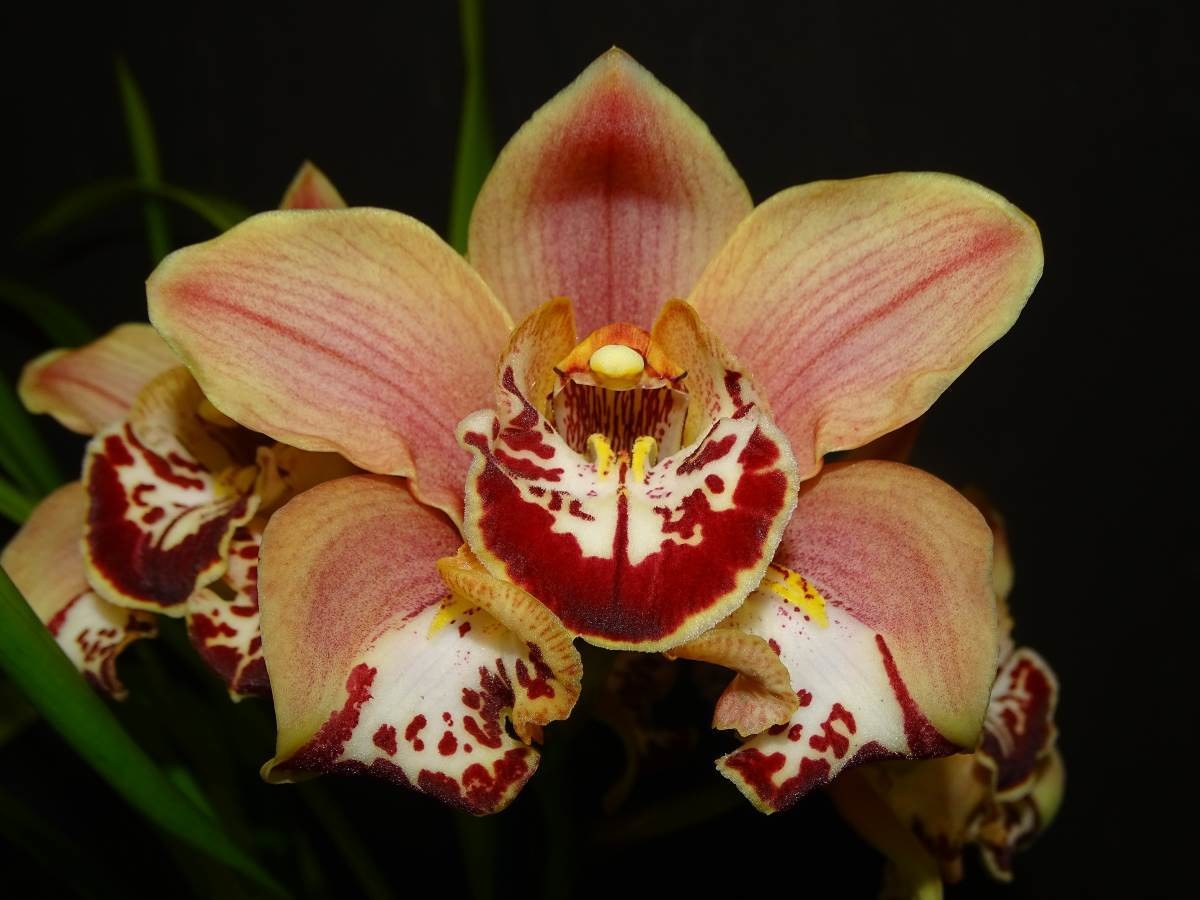 Cym Blazing Rose &#39;Lola&#39; x Cym Cleo&#39;s Melody &#39;Freakout&#39;