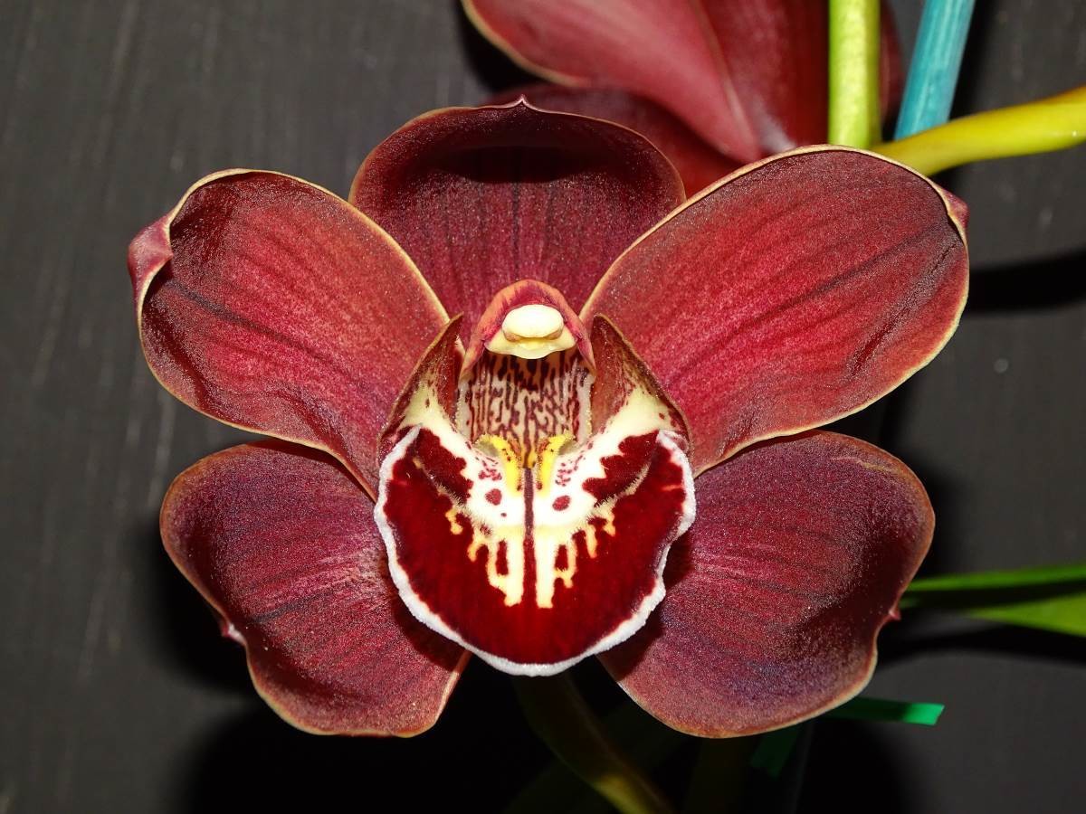 Cym Blazing Rose 'Lola' x Cym Darch Glowing Fire 'Big Jason'