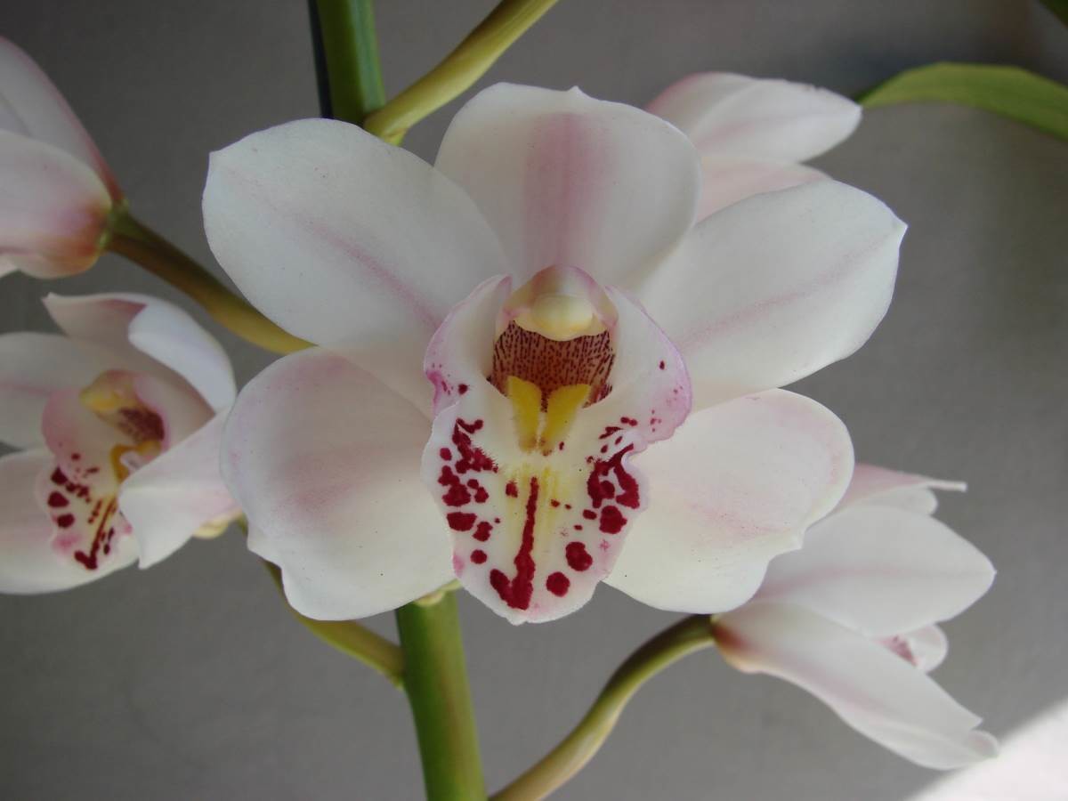 Cym Brenda &#39;Hi-Lites&#39; x Cym Anne Rogers &#39;Dancer&#39;