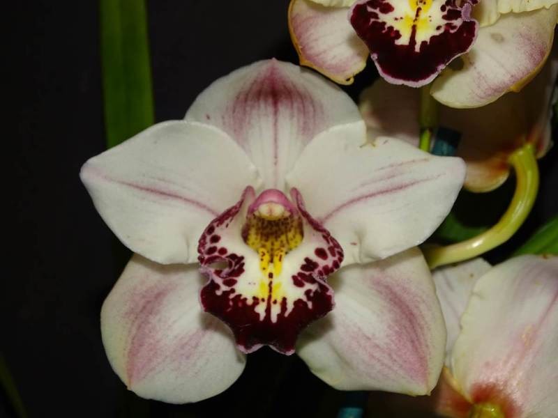 Cym Brenda 'Loveable' x Cym Darch Magic 'Full Shape'