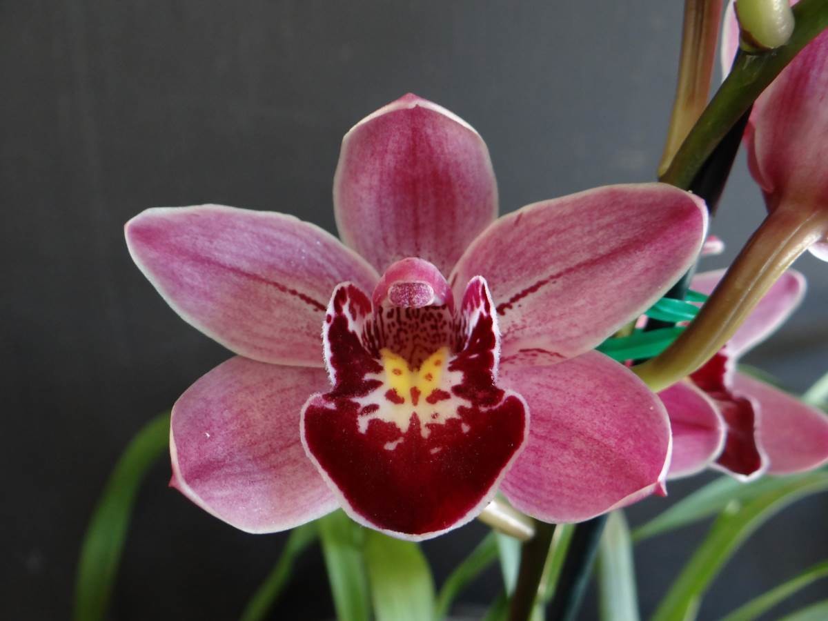 Cym Darch Glow &#39;Taco&#39; x Cym William Jones &#39;Velvet Touch&#39;
