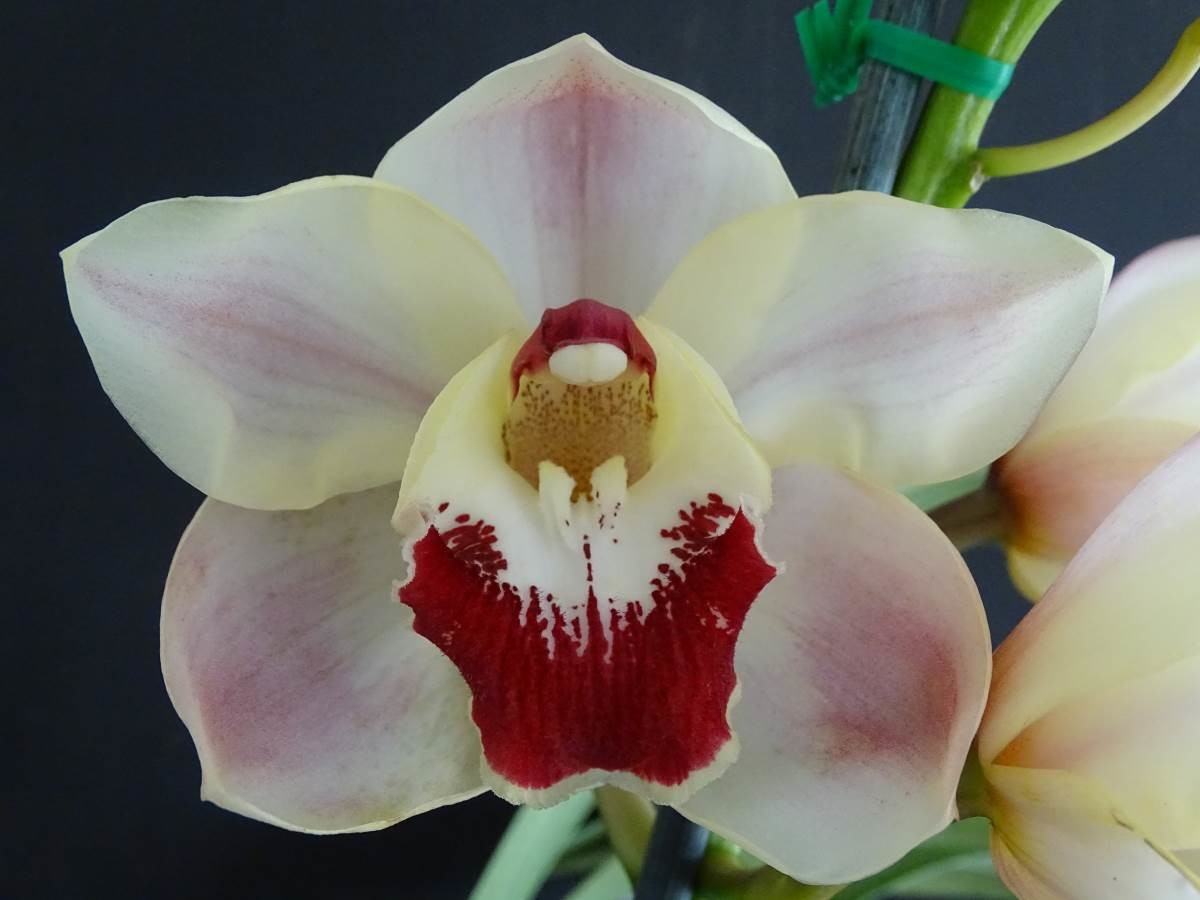 Cym Khan Flame &#39;Baroness&#39; x Cym Darch Roy &#39;Sunset&#39;
