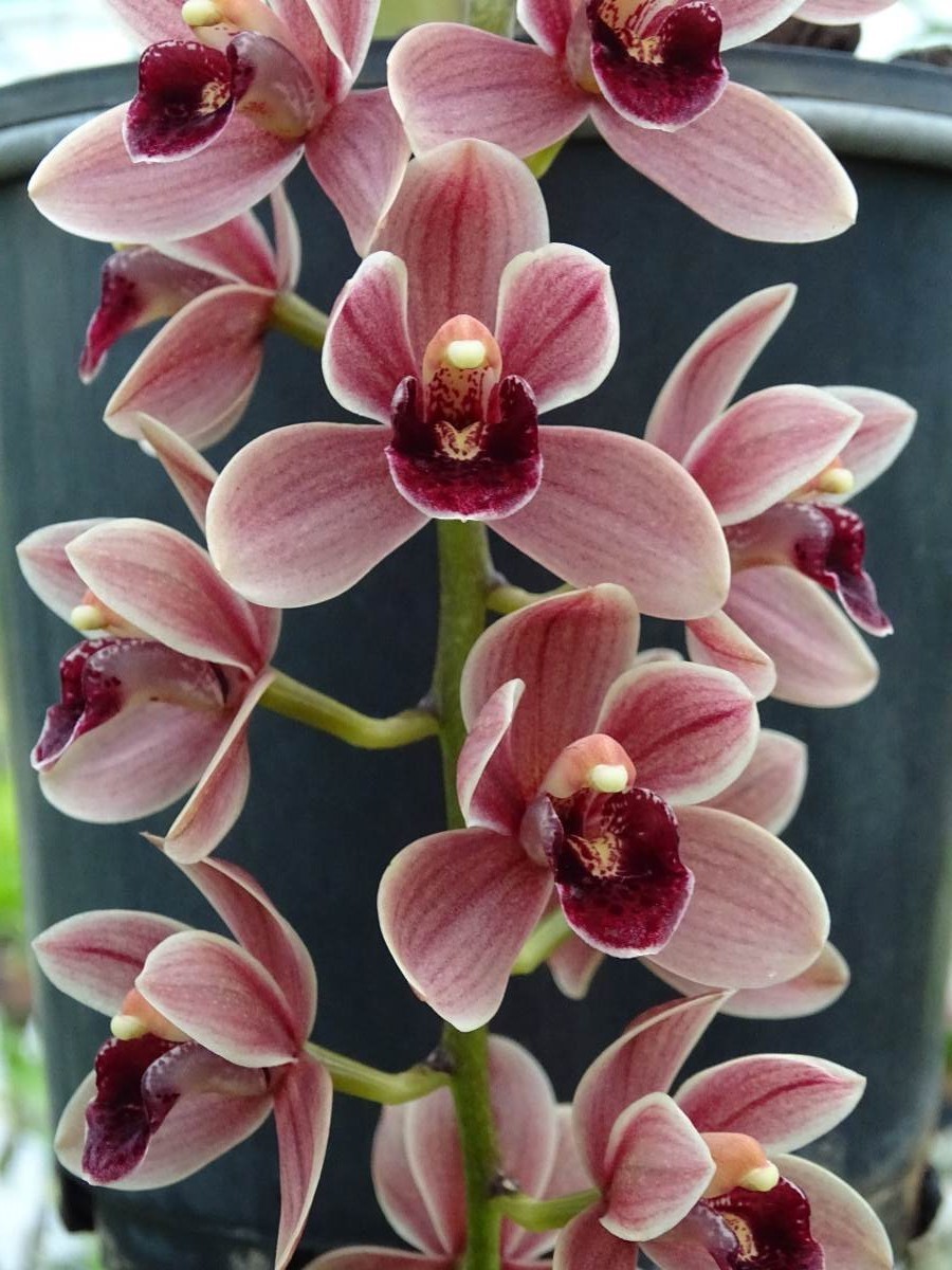 Cym Phar Lap &#39;Apricot Dew&#39; x Cym devonianum &#39;Darch&#39;