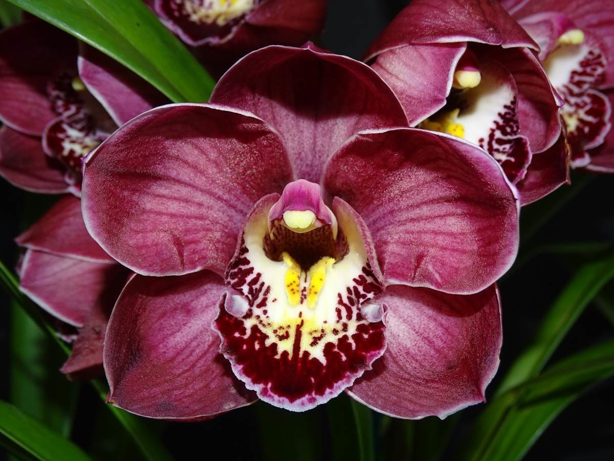 Cym Free Spirit &#39;Landsdale&#39; x Cym Khan Flame &#39;Roberta&#39;