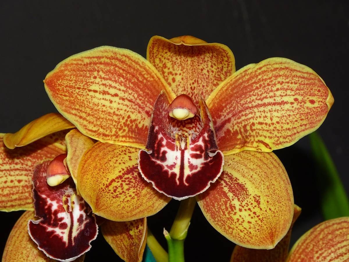 Cym Hot &#39;n&#39; Spicy &#39;Galaxy&#39; AD/ACS x Cym Kirby Lesh &#39;Green Flash&#39;