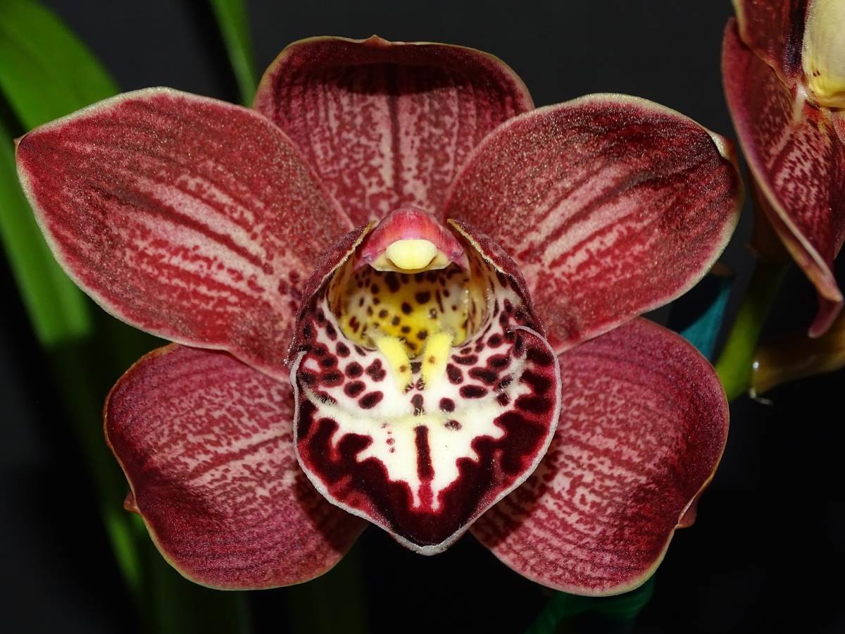 Cym Darch Obsession &#39;Red West&#39; x Cym Blazing Fury &#39;Lucky&#39;