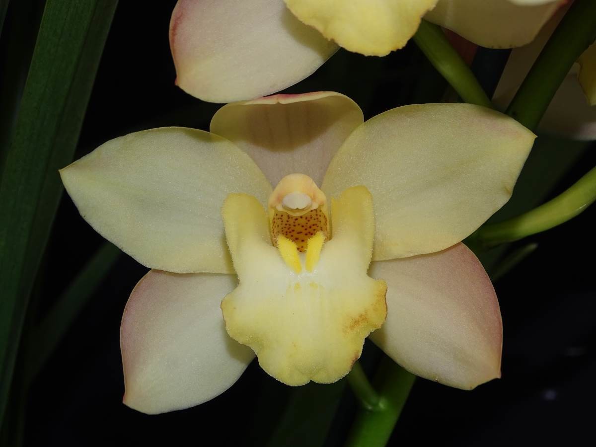 Cym Gladys Whitesell 'The Charmer' x Cym Beau Guest 'Daffodil'