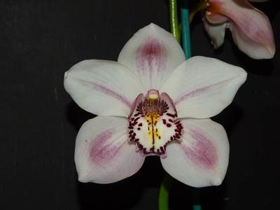 Cym Darch Chlotaje 'Lucky Times' x Cym (Barb x Kiwi Magic) 'Strawberry Topping'