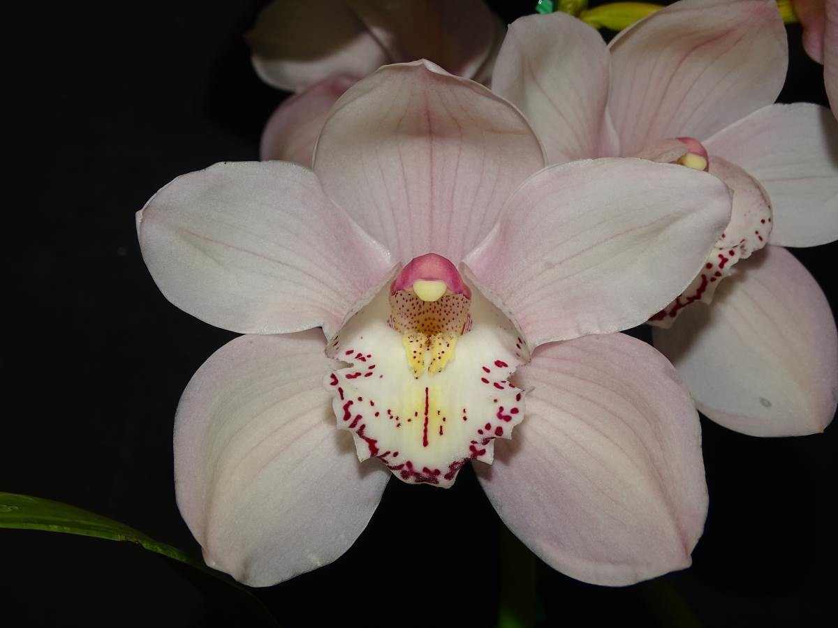 Cym Fairy Floss &#39;Pink Show&#39; x Cym Kuranulla &#39;Maestro&#39;
