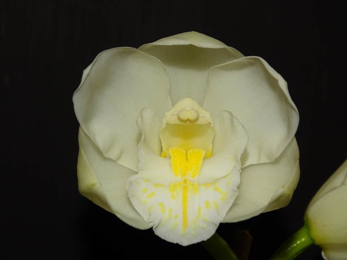 Cym Portuguese Passion &#39;Snow Blossom&#39; x Cym Valley Vapour &#39;Pastel Jewel&#39;