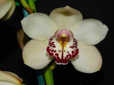 Cym (Runaway x Autumn Pride) 'Coccos' x Cym Festival 'Magic Face'