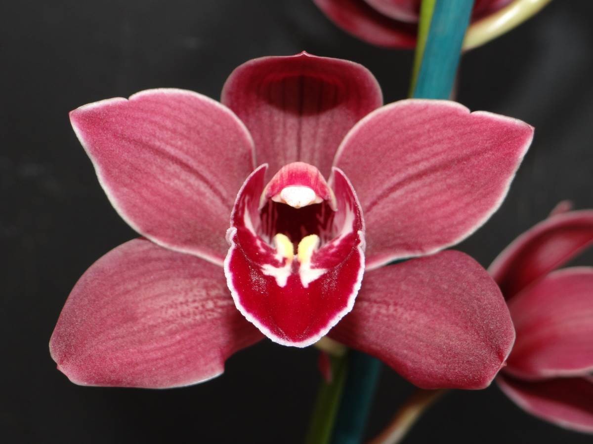 Cym Uncle Everett 'Dark Red' x Cym William Jones 'Velvet Touch'