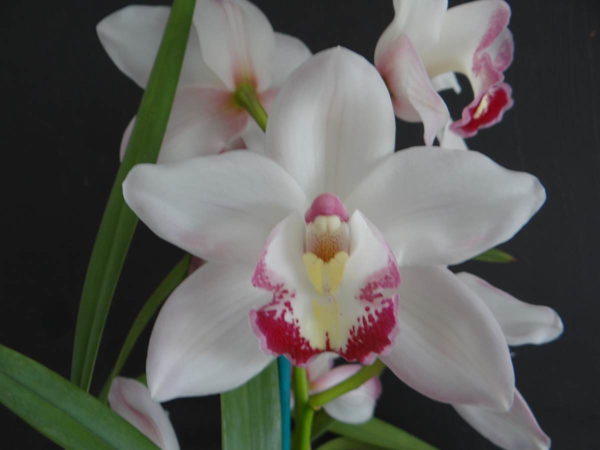 Cym Joan's Charisma 'Vanity' x Cym Darch Celebration 'Shocking Pink'