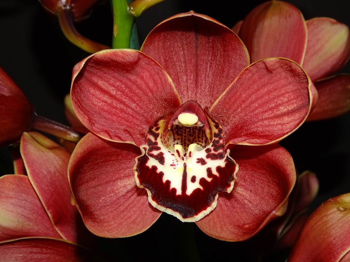 Cym Khan Flame &#39;Sheena&#39; x Cym Latest Flame &#39;Not Tonight&#39;