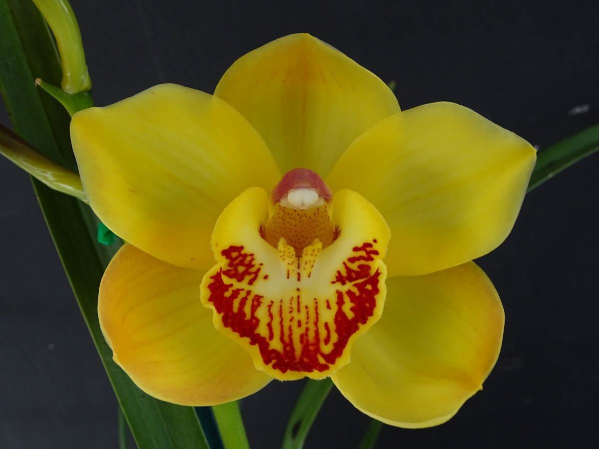 Cym Darch Gold 'Gold Bullion' x Cym Darch Jabiru 'The Best'