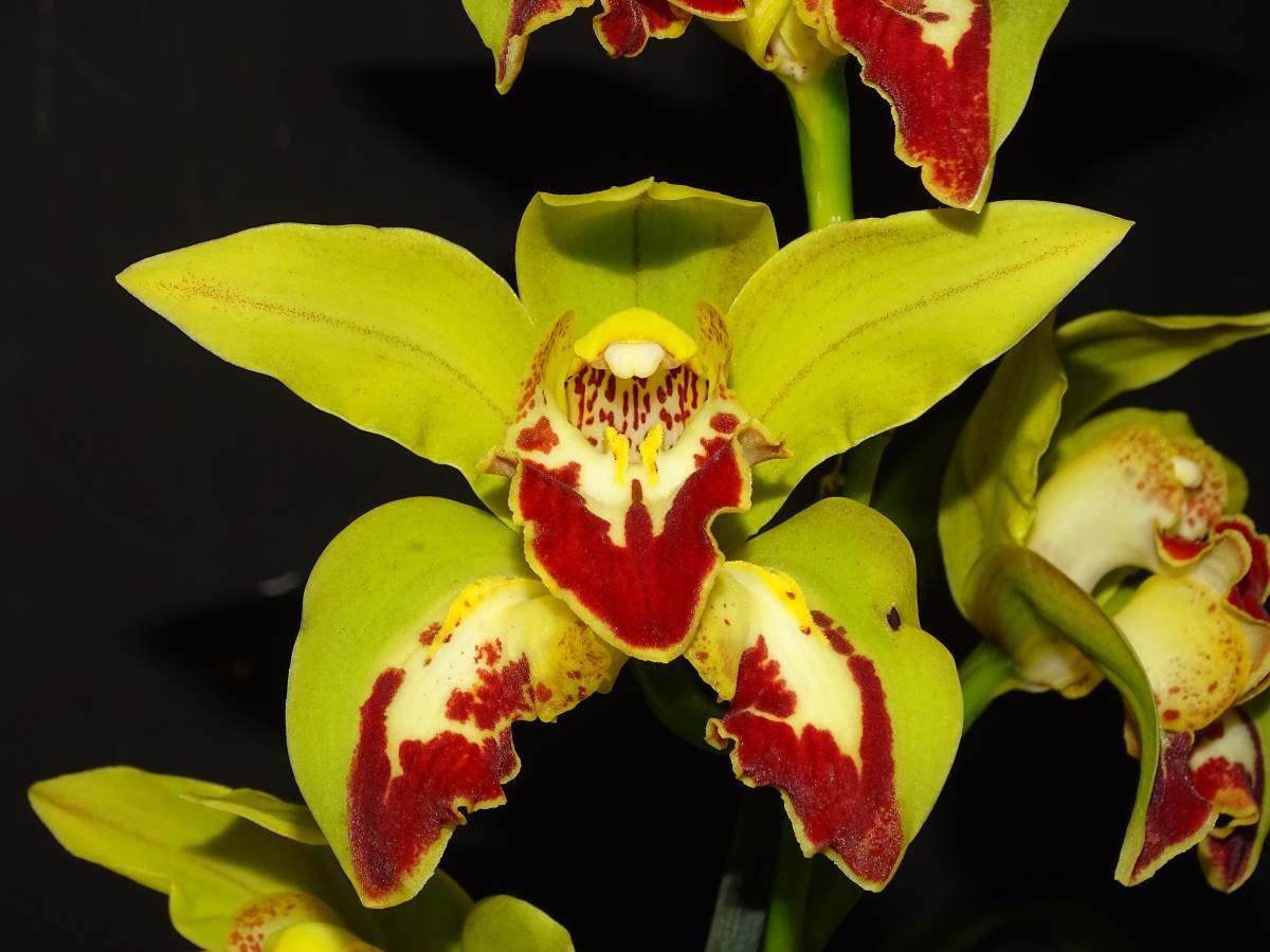Cym Darch Dots &#39;False Eye&#39; x Cym Cleo&#39;s Melody &#39;Freakout&#39;