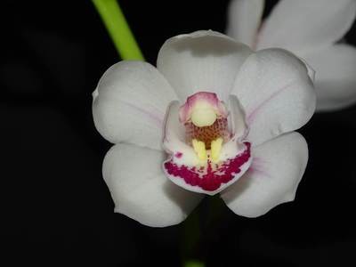 Cym Darch Flamingo 'Love Mum' x Cym Darch Luck 'Snowy'