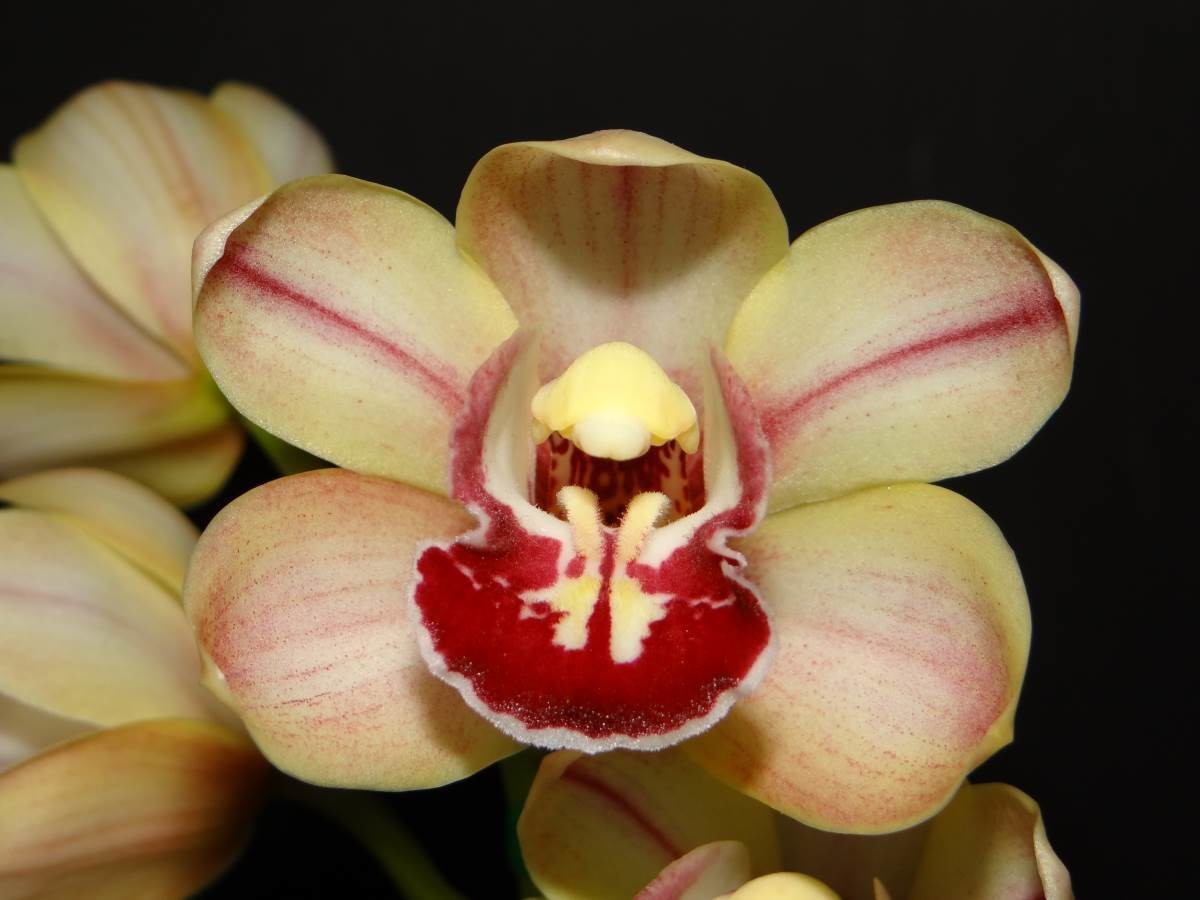 Cym Darch Flamingo &#39;Love Mum&#39; x Cym Darch Celebration &#39;Shocking Pink&#39;
