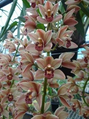 Cym Fifi 'Harry' 4n x Cym Vogelsang 'Eastbourne' 4n